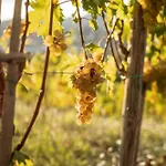 Per Caso Carignano (Tuscany)