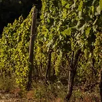 Per Caso Farm stay Carignano (Tuscany)